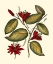 Picture of JENNAS FLOWERS III