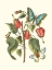 Picture of MIDSUMMER FLORAL I