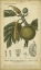 Picture of EXOTIC BOTANICA IV