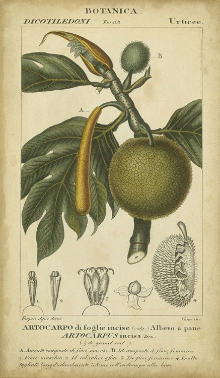 Picture of EXOTIC BOTANICA IV