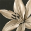 Picture of CLASSICAL BLOOMS III