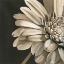 Picture of CLASSICAL BLOOMS IV
