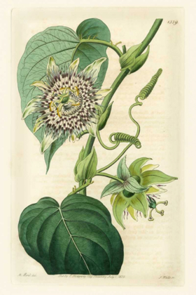 Picture of ANTIQUE PASSIONFLOWER I