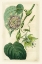 Picture of ANTIQUE PASSIONFLOWER I