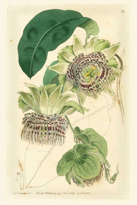 Picture of ANTIQUE PASSIONFLOWER II