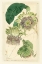 Picture of ANTIQUE PASSIONFLOWER II