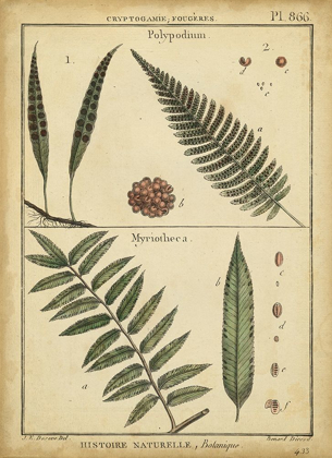 Picture of DIDEROT ANTIQUE FERNS III