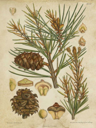 Picture of VINTAGE CONIFERS II