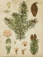 Picture of VINTAGE CONIFERS III