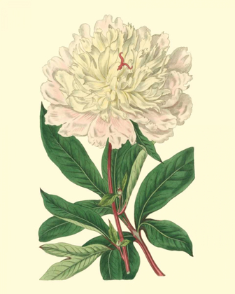 Picture of CHINESE PEONY