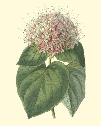 Picture of FRAGRANT CLERODENDRON