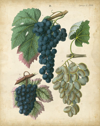 Picture of CALWER GRAPES I