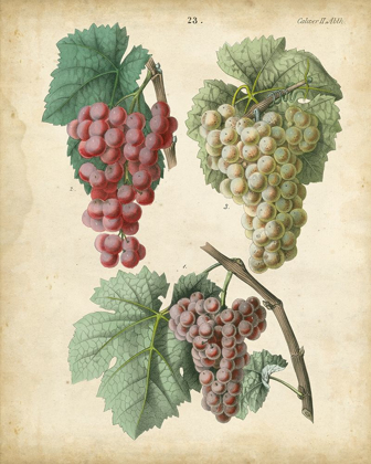 Picture of CALWER GRAPES II