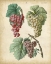 Picture of CALWER GRAPES II