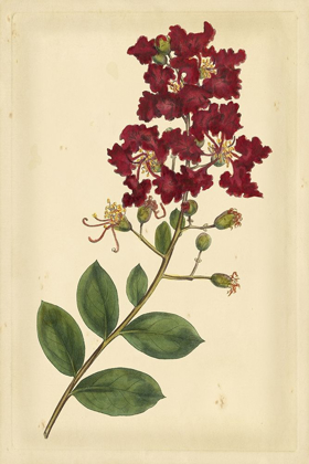 Picture of FLORAL VARIETIES II