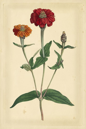 Picture of FLORAL VARIETIES III