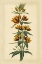 Picture of FLORAL VARIETIES IV