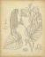 Picture of VINTAGE CURTIS BOTANICAL II