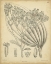 Picture of VINTAGE CURTIS BOTANICAL VI
