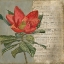 Picture of VINTAGE FLEUR ROUGE I