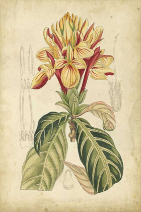 Picture of CURTIS TROPICAL BLOOMS IV