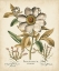 Picture of IVORY PEONIES I