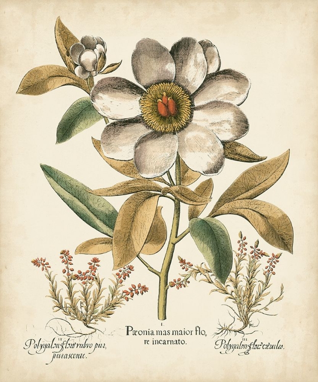 Picture of IVORY PEONIES I