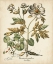Picture of IVORY PEONIES III