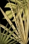 Picture of RUSTIC TROPICAL LEAVES IV