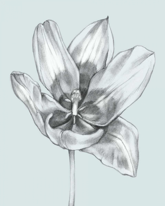 Picture of SILVERY BLUE TULIPS II