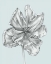 Picture of SILVERY BLUE TULIPS IV