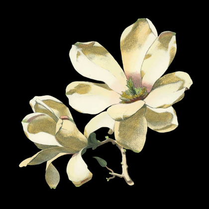 Picture of MIDNIGHT MAGNOLIAS I