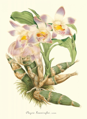 Picture of LAVENDER ORCHIDS I