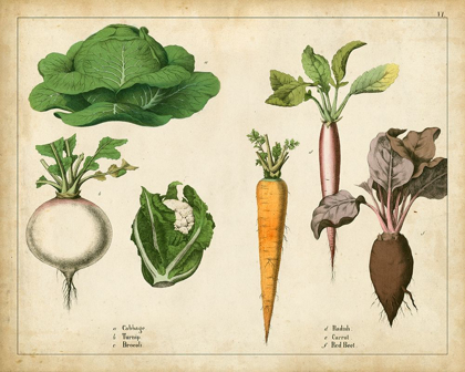 Picture of KITCHEN VEGETABLES AND ROOTS I