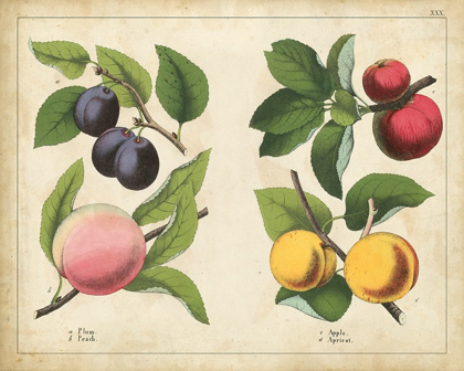 Picture of KITCHEN FRUITS I