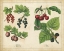 Picture of KITCHEN FRUITS III