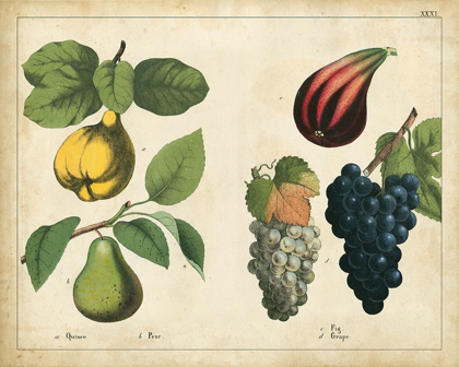 Picture of KITCHEN FRUITS IV