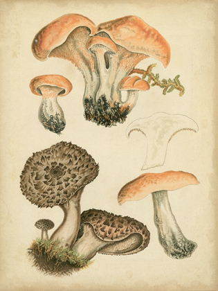 Picture of ANTIQUE MUSHROOMS I