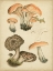 Picture of ANTIQUE MUSHROOMS I