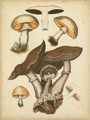 Picture of ANTIQUE MUSHROOMS II