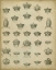 Picture of HERALDIC CROWNS AND CORONETS V
