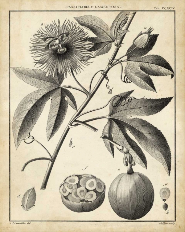 Picture of PASSIFLORA I