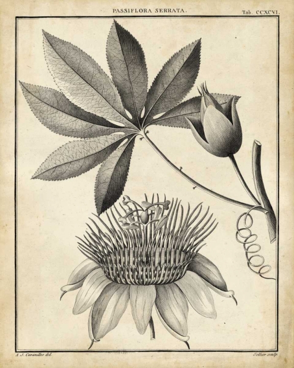 Picture of PASSIFLORA II