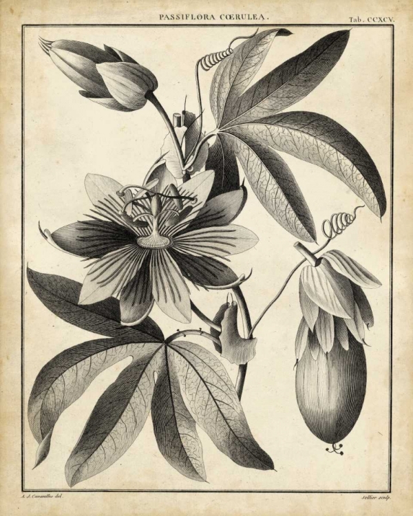 Picture of PASSIFLORA III