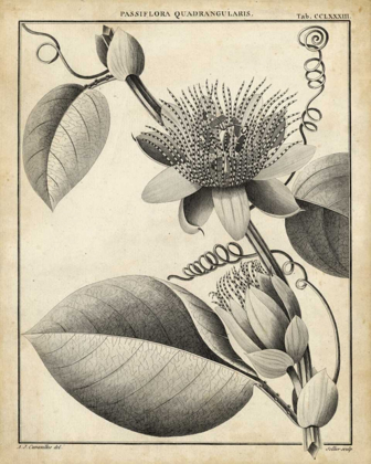 Picture of PASSIFLORA IV