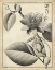 Picture of PASSIFLORA IV
