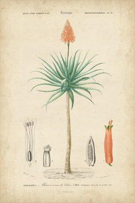 Picture of TROPICAL BOTANIQUE II