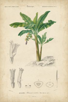 Picture of TROPICAL BOTANIQUE III