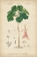 Picture of TROPICAL BOTANIQUE V