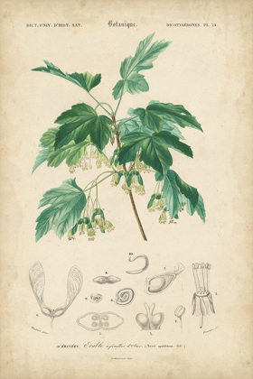 Picture of TROPICAL BOTANIQUE VIII